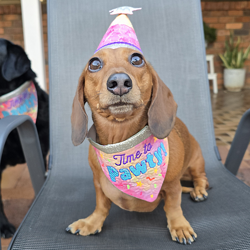 Small dog wearing a party hat and 'Time to Pawty!' bandana on a chair