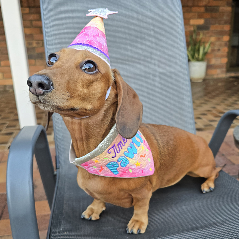 Dachshund wearing an ITH party hat and bandana on a chair.