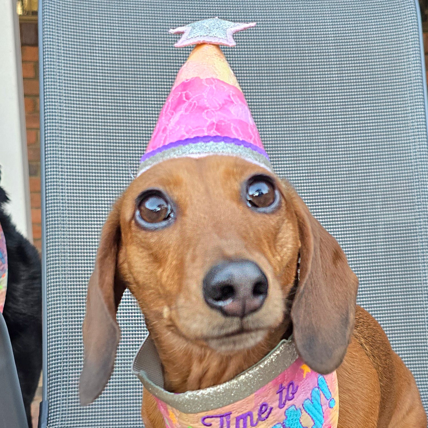 Dog wearing a colorful party hat with a star on top, all made by sweet pea