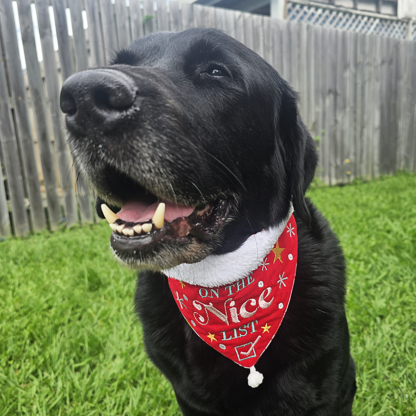 Naughty or Nice Christmas Pet Bandanas