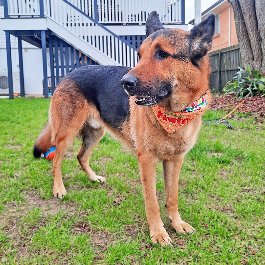German Shepherd dog wearing a colorful ITH SP bandana in a backyard