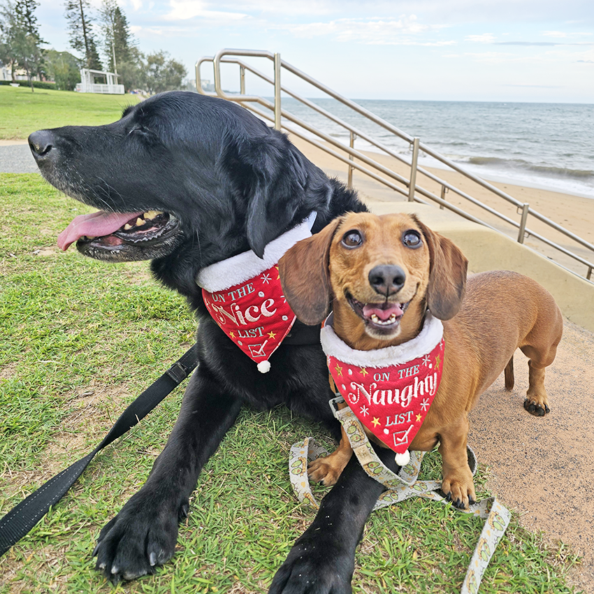 Naughty or Nice Christmas Pet Bandanas