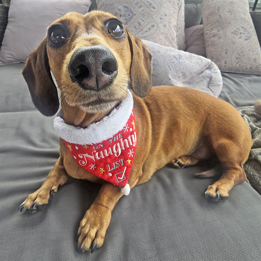 Naughty or Nice Christmas Pet Bandanas