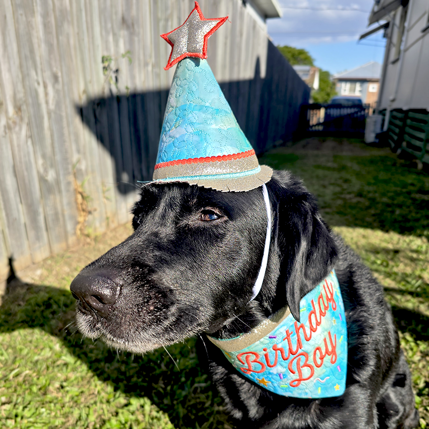 Dog wearing a birthday hat and bandana in a backyard