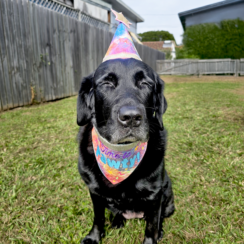 Black dog wearing a colorful party hat and bandana made by sweet pea