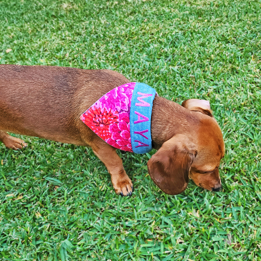 Ohio State Buckeyes Dog Bandana: Brutus Buckeye Over-the-collar Scarf